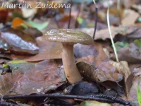 Knotsvoettrechterzwam [Clitocybe clavipes]